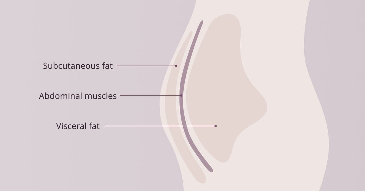 Visceral fat diagram